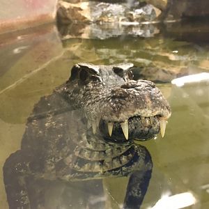 Schneider's Dwarf Caiman 100917