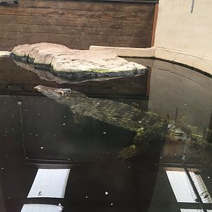 Siamese crocodile 100917