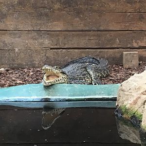 Cuban crocodile 100917