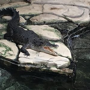 Saltwater crocodile 100917