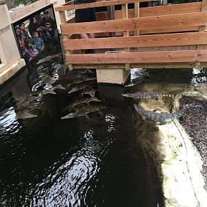 Nile crocodiles 100917