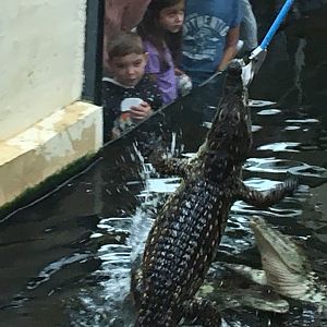Nile crocodile feeding 100917