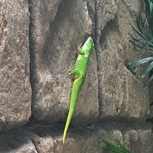 Giant day gecko 100917