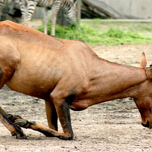 Cape hartebeest; Wroclaw; 8th September 2017