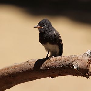 Black Phoebe (Sayornis nigricans), wild at Los Angeles Zoo