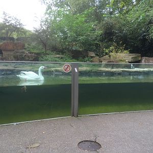 Penguin & swan enclosure