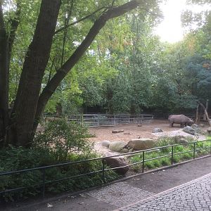 Black rhino enclosure