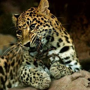 Leopard playing tree root