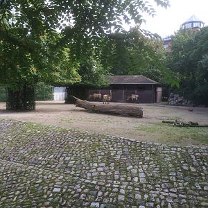 Przewalski's wild horse