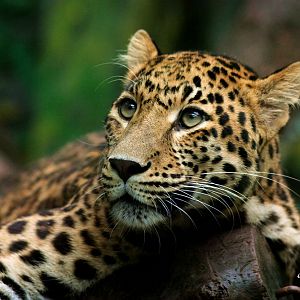 Leopard into deep thinking