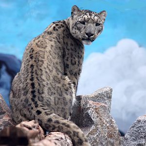 Female snow Leopard