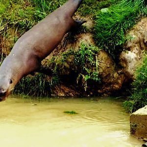 Giant Otter diving