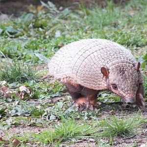 Six-Banded Armadillo