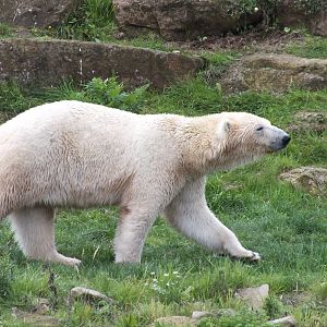 Polar Bear