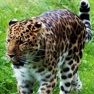 Amur Leopard