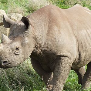 Black Rhinoceros