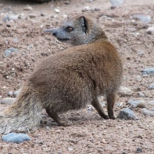 Yellow Mongoose