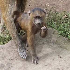 Guinea Baboon Infant
