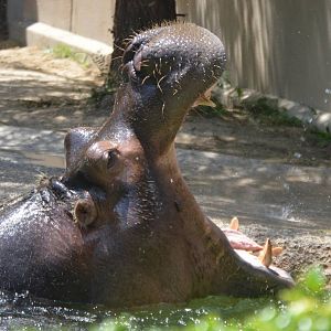 Hippopotamus amphibius