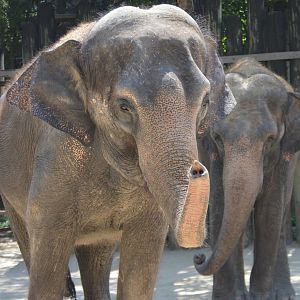 Elephas maximus ssp.