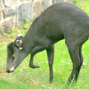 Tufted deer; Wroclaw; 11th September 2017