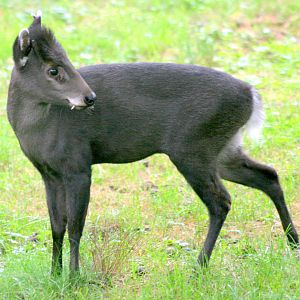 Tufted deer; Wroclaw; 11th September 2017