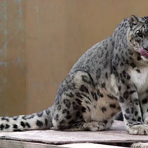 Snow Leopard Male