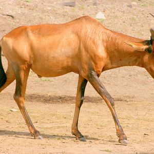 Cape hartebeest; Wroclaw; 9th September 2017