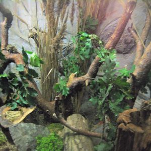 Rostock Zoo - Transformation house - Grass mouse exhibit