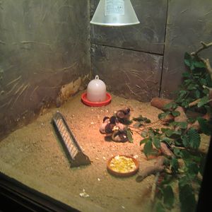 Rostock Zoo - Transformation house - Hatchling exhibit