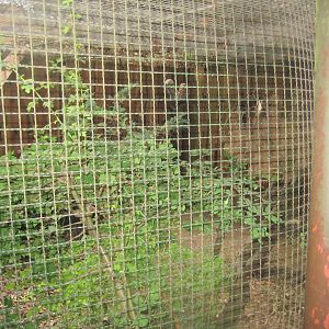 Rostock Zoo - Transformation house - Tawny owl aviary