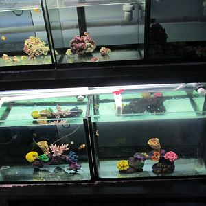 clownfish breeding tanks