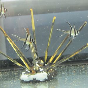 juvenile cardinalfish in breeding area
