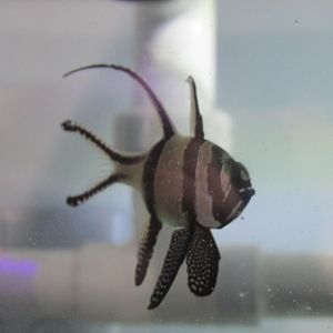 juvenile cardinalfish