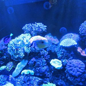 saltwater tank