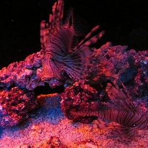 lionfish
