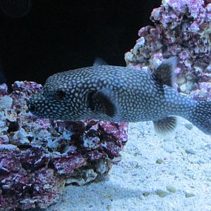 spotted pufferfish