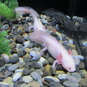 axolotl
