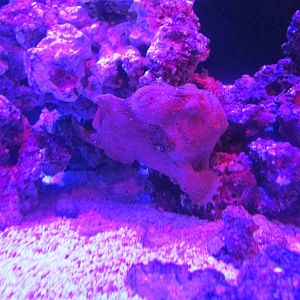 frogfish