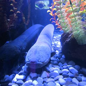 electric eel