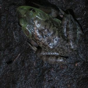 bullfrog