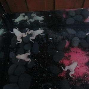 clawed frogs