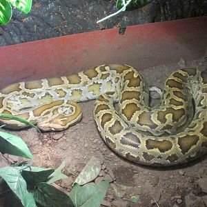 burmese python