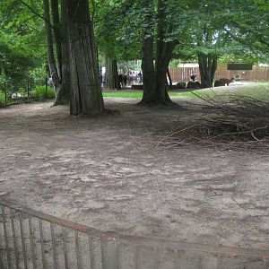 Rostock Zoo - Llama exhibit