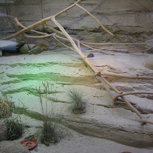 Rostock Zoo - Pygmy hippo house - Elephant shrew exhibit