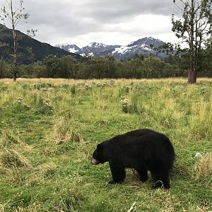 American Black Bear