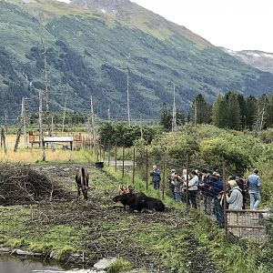 Guests viewing the Moose Exhibit