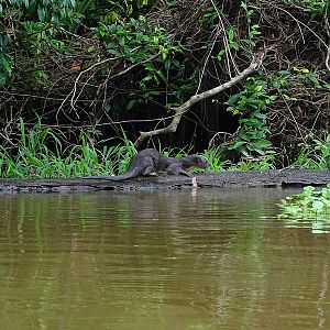 Neotropical otter
