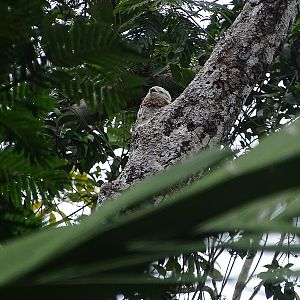 Great potoo