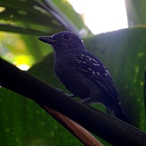 Black-capped antshrike